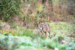 Pardellynx-Iberian Lynx-Pardelluchs-Lynx pardinus