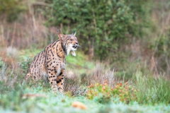 Pardellynx-Iberian Lynx-Pardelluchs-Lynx pardinus