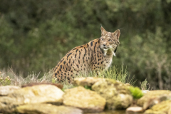 Pardellynx-Iberian Lynx-Pardelluchs-Lynx pardinus