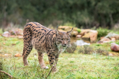 Pardellynx-Iberian Lynx-Pardelluchs-Lynx pardinus