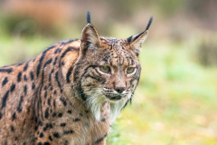 Pardellynx-Iberian Lynx-Pardelluchs-Lynx pardinus