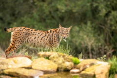Pardellynx-Iberian Lynx-Pardelluchs-Lynx pardinus