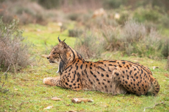 Pardellynx-Iberian Lynx-Pardelluchs-Lynx pardinus