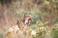 Pardellynx-Iberian Lynx-Pardelluchs-Lynx pardinus