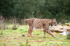 Pardellynx-Iberian Lynx-Pardelluchs-Lynx pardinus