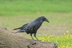 Raaf-Raven-Kolkrabe-Corvus-corax