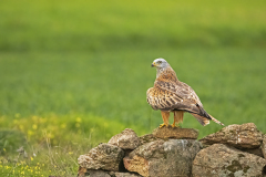 Rode-wouw-Red-kite-Rotmilan-Milvus-milvus