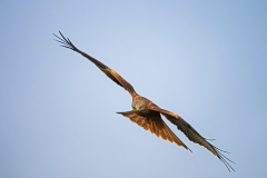 Rode-wouw-Red-kite-Rotmilan-Milvus-milvus