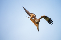 Rode-wouw-Red-kite-Rotmilan-Milvus-milvus