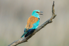 Scharrelaar-European-roller-Blauracke-Coracias-garrulus