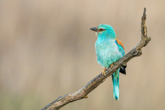 Scharrelaar-European-roller-Blauracke-Coracias-garrulus