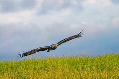 Spaanse-keizerarend-Spanish-imperial-eagle-Spanischer-Kaiseradler-Aquila-adalberti