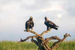 Spaanse-keizerarend-Spanish-imperial-eagle-Spanischer-Kaiseradler-Aquila-adalberti