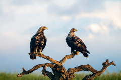 Spaanse-keizerarend-Spanish-imperial-eagle-Spanischer-Kaiseradler-Aquila-adalberti