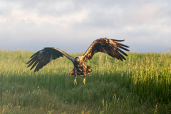 Spaanse-keizerarend-Spanish-imperial-eagle-Spanischer-Kaiseradler-Aquila-adalberti