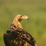 Spaanse-keizerarend-Spanish-imperial-eagle-Spanischer-Kaiseradler-Aquila-adalberti