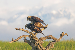 Spaanse-keizerarend-Spanish-imperial-eagle-Spanischer-Kaiseradler-Aquila-adalberti