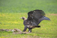 Spaanse-keizerarend-Spanish-imperial-eagle-Spanischer-Kaiseradler-Aquila-adalberti