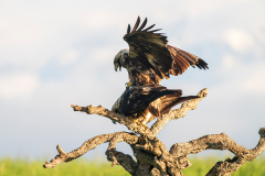 Spaanse-keizerarend-Spanish-imperial-eagle-Spanischer-Kaiseradler-Aquila-adalberti