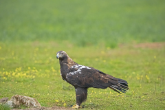 Spaanse-keizerarend-Spanish-imperial-eagle-Spanischer-Kaiseradler-Aquila-adalberti