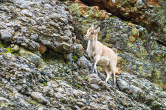 Spaanse-steenbok-Spanish-ibex-Iberiensteinbock-Capra-pyrenaica