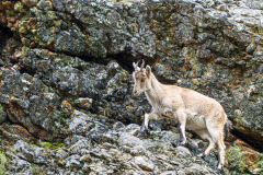 Spaanse-steenbok-Spanish-ibex-Iberiensteinbock-Capra-pyrenaica