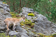Spaanse-steenbok-Spanish-ibex-Iberiensteinbock-Capra-pyrenaica
