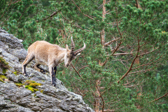 Spaanse-steenbok-Spanish-ibex-Iberiensteinbock-Capra-pyrenaica