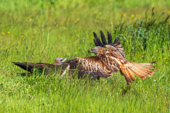 Wouwen-kift-Kite-fight-Milan-kampfen