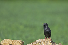 Zwarte-spreeuw-Spotless-starling-Einfarbstar-Sturnus-unicolor