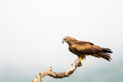Zwarte-wouw-Black-kite-Schwarzmilan-Milvus-migrans
