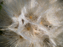 Gele morgenster-Meadow salsify-Wiesen-Bocksbart-Tragopogon pratensis-Spanje-Spain-Spanien