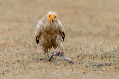 Aasgier-Egyptian vulture- Schmutzgeier-Neophron percnopterus-Spanje-Spain-Spanien