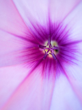 Akkerwinde-Field bindweed-Acker-Winde-Convolvulus arvensis-Spanje-Spain-Spanien
