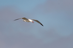 Audouins-Meeuw-Audouins-Gull-Korallenmowe-Larus-audouinii-Spanje-Spain-Spanien