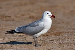 Audouins-Meeuw-Audouins-Gull-Korallenmowe-Larus-audouinii-Spanje-Spain-Spanien