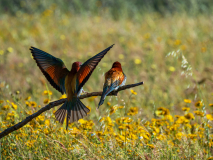 Bijeneter-Europian-Bee-eater-Bienenfresser-Merops-apiaster-Spanje-Spain-Spanien