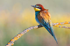 Bijeneter-Europian-Bee-eater-Bienenfresser-Merops-apiaster-Spanje-Spain-Spanien