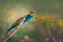 Bijeneter-Europian-Bee-eater-Bienenfresser-Merops-apiaster-Spanje-Spain-Spanien