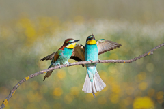 Bijeneter-Europian-Bee-eater-Bienenfresser-Merops-apiaster-Spanje-Spain-Spanien