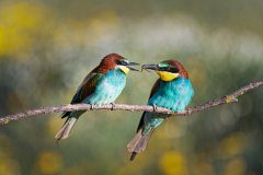 Bijeneter-Europian-Bee-eater-Bienenfresser-Merops-apiaster-Spanje-Spain-Spanien