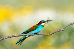 Bijeneter-Europian-Bee-eater-Bienenfresser-Merops-apiaster-Spanje-Spain-Spanien