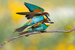 Bijeneter-Europian-Bee-eater-Bienenfresser-Merops-apiaster-Spanje-Spain-Spanien