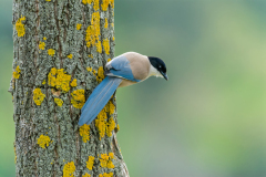 Blauwe-Ekster-Azure-winged-magpie-Blauelster-Cyanopica cyana-Spanje-Spain-Spanien
