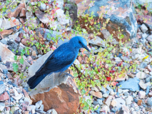 Blauwe Rotslijster-Blue Rocktrush-Blaumerle-Monticola solitarius-Spanje-Spain-Spanien