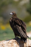 Monniksgier-Cinereous vulture-Mönchsgeier-Aegypius monachusSpanje-Spain-Spanien