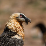 Lammergier-Bearded vulture-Bartgeier-Gypaetus barbatus-Spanje-Spain-Spanien