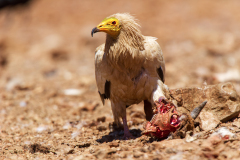 Aasgier-Egyptian vulture- Schmutzgeier-Neophron percnopterus-Spanje-Spain-Spanien