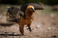 Lammergier-Bearded vulture-Bartgeier-Gypaetus barbatus-Spanje-Spain-Spanien