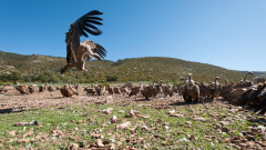 Vale gier-Eurasian griffon vulture-Gänsegeier-Gyps fulvusSpanje-Spain-Spanien